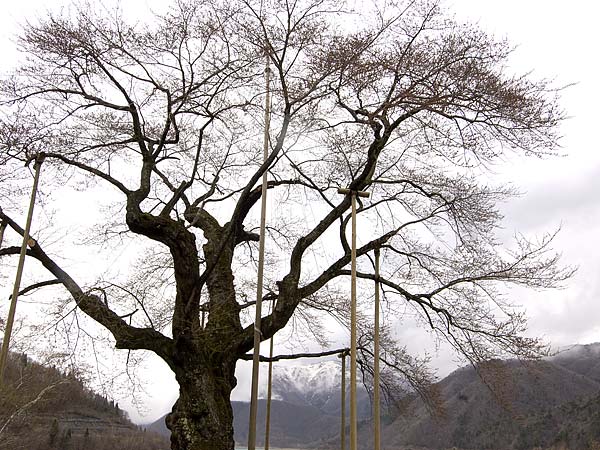 桜巨木写真　荘川桜2