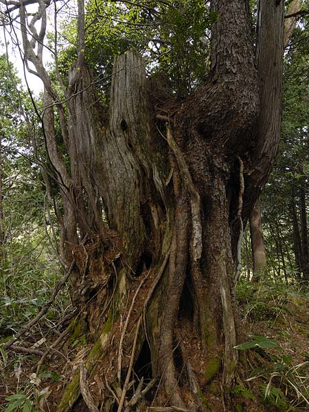 巨木写真　荘川のヒメコマツ1