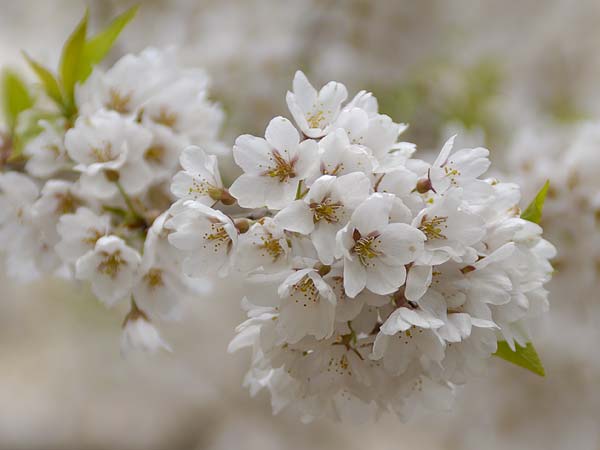 桜巨木写真　荘川桜2008-5