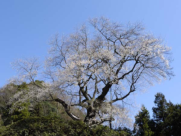 桜巨木写真　金谷の城山桜8