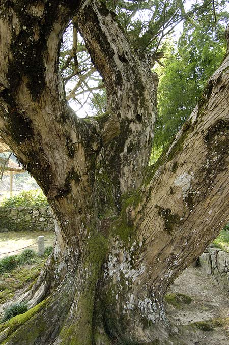 大舟寺のカヤ3