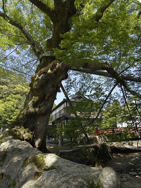 柏原のけやき3