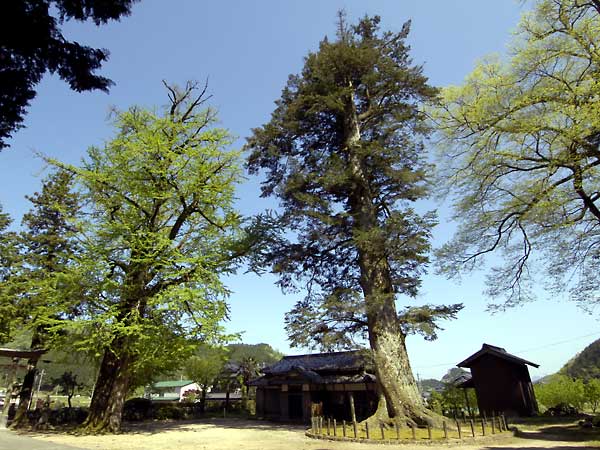 追手神社の千年モミ1