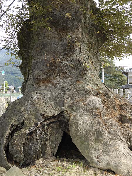 巨木写真　物部の大欅2