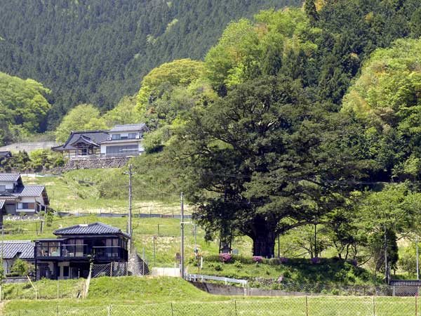 建屋のヒダリマキガヤ1