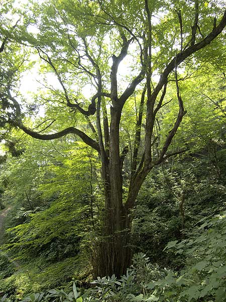 兎和野の大カツラ１