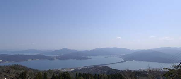 成相寺タブノキ6