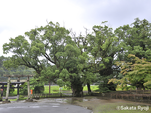 巨木写真　竹田神社の楠3