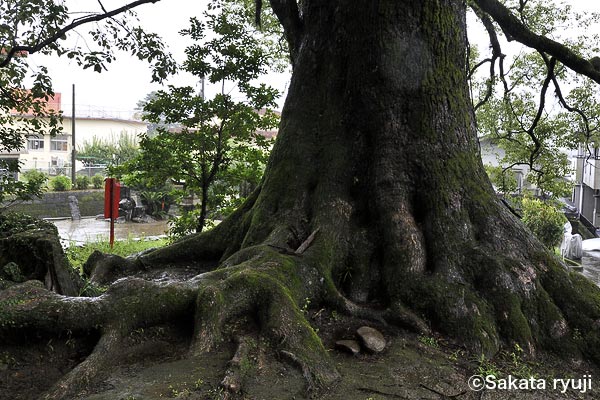 巨木写真　蒲生のクス8