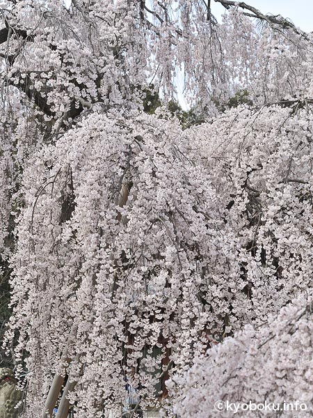 桜巨木写真　氷室神社の枝垂桜4