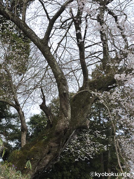 桜巨木写真　白木のエドヒガン2