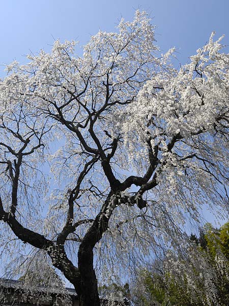 巨木写真　　天益寺の枝垂桜3