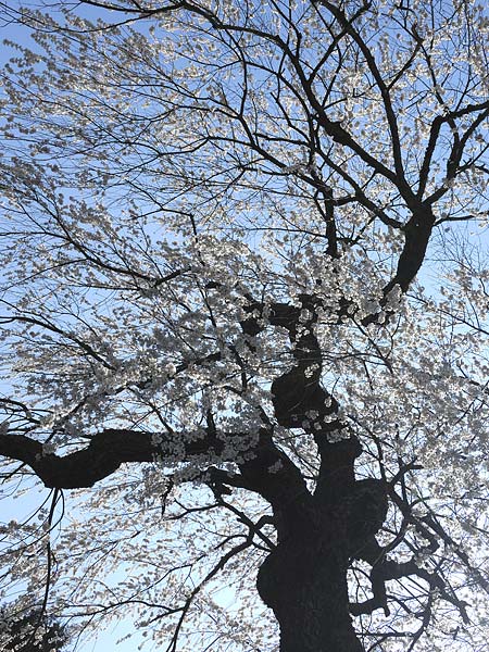 巨木写真　　天益寺の枝垂桜4