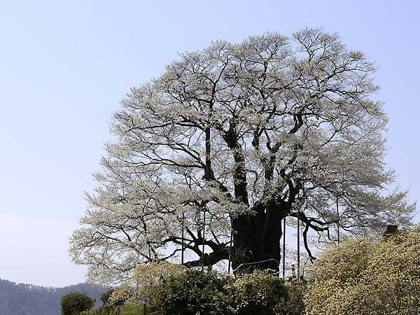 醍醐桜２