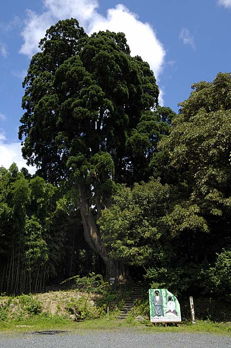巨木写真　　佐波良の大杉6