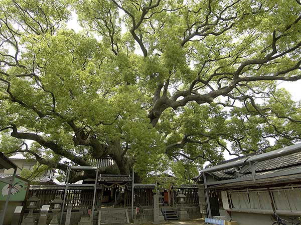 三島神社・楠（薫蓋樟　くんがいしょう）１