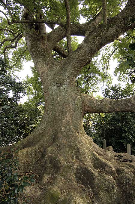 壷井神社の楠３