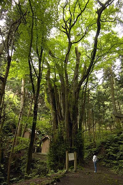 井戸神社のカツラ１