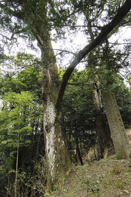 巨木写真　熊野のヒダリマキガヤ1