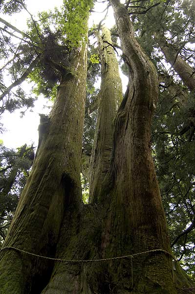 多賀大社・ご神木／杉坂峠の御神木2