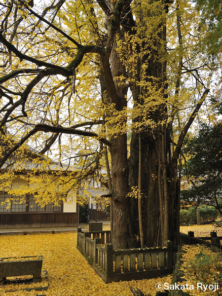 巨木写真　瑞応寺大銀杏2