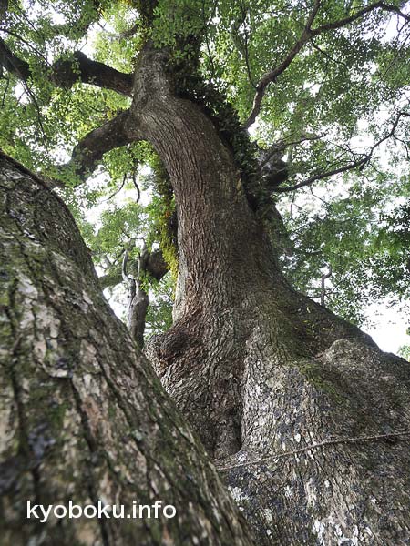 巨木写真　楠上神社の大楠4