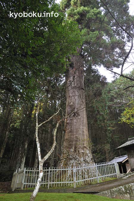 巨木写真　天神の大杉2